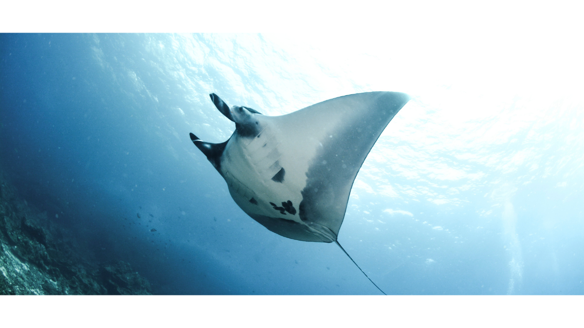 Manta Ray Diving Maldives